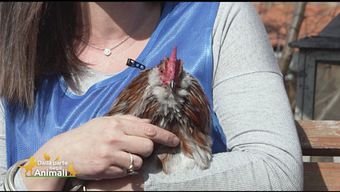 Il gallo Fernando aspetta una famiglia